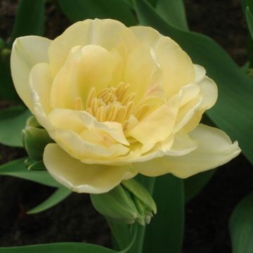 Tulipa 'Apricot Angelique'