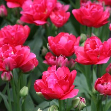 Tulipa 'Bearing Point'