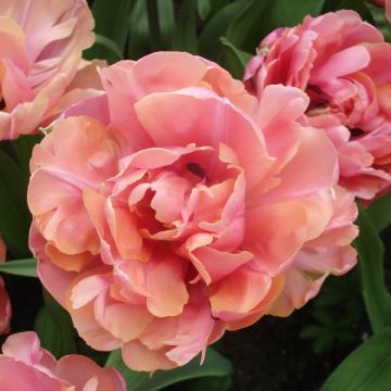 Tulipa 'Britt'