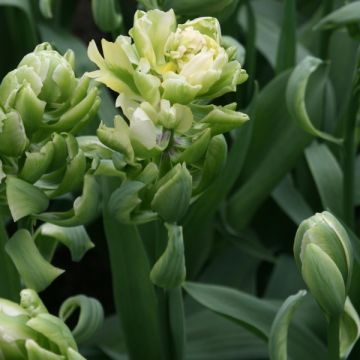 Tulipa Brooklyn