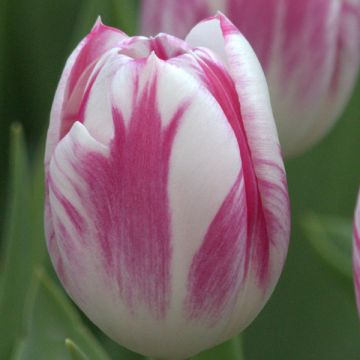 Tulipa 'Caramba' (Triumph)