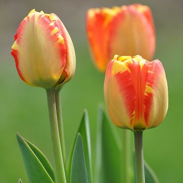 Tulipa Darwin hybrid Banja Luka - Darwin hybrid Tulip