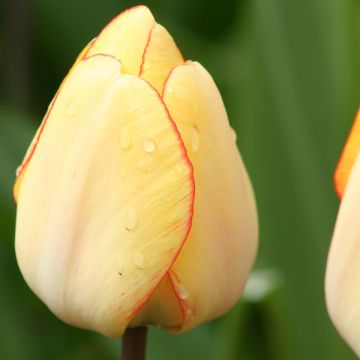Tulipa 'Beauty of Spring'