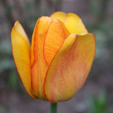 Tulipa Hybrid Darwin Blushing Apeldoorn - Darwin hybrid Tulip