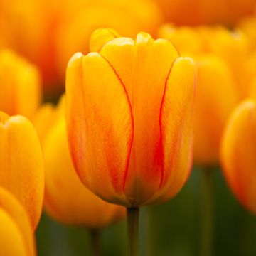 Tulipa Darwin hybrid Orange Lion - Darwin hybrid Tulip