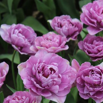 Tulipa 'Lilac Perfection'