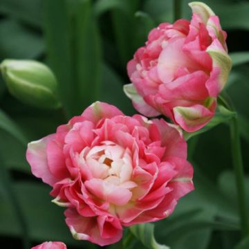 Tulipa 'Double Sugar'