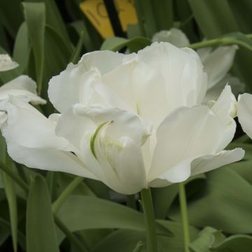 Tulipa Maureen Double