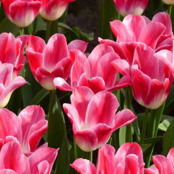 Tulipa 'Romano'
