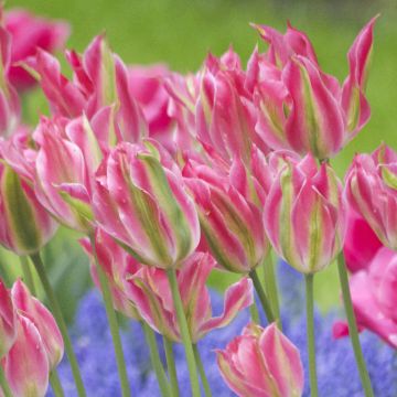 Tulipa Virichic - Lily flowering Tulip