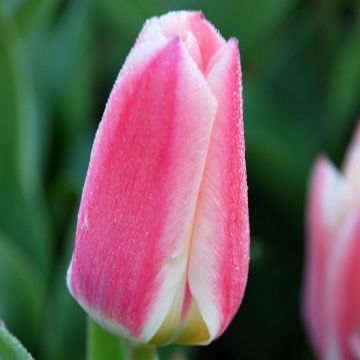 Tulipa fosteriana Rosy Dream