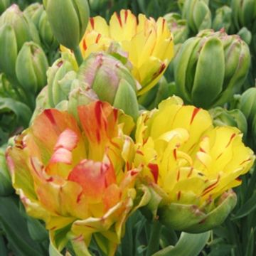 Tulipa 'Fruit Cocktail'