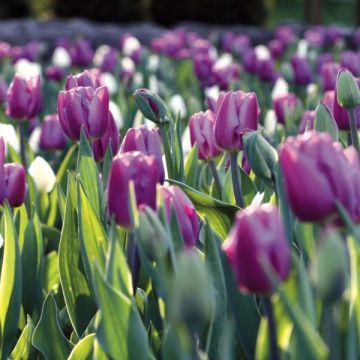 Tulipa 'Holland Beauty'