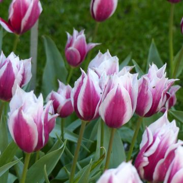 Tulipa Lac van Rijn - Early simple Tulip