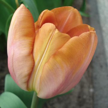 Tulipa  Malaika - Tulip
