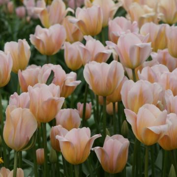 Tulipa 'Peace Flame'