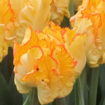 Tulipa Caribbean Parrot - Parrot Tulip