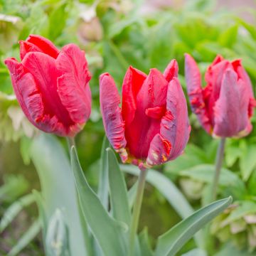 Tulipa Rococo - Parrot Tulip