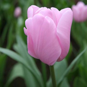 Tulipa Pink Diamond