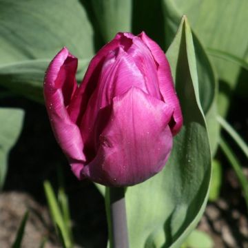 Tulipa Purple Prince - Early simple Tulip