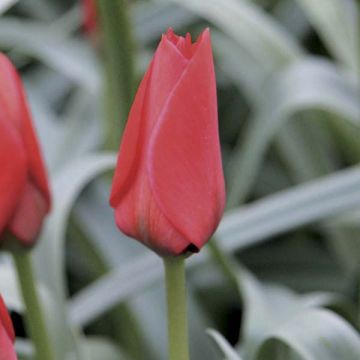 Tulipa Red Hunter