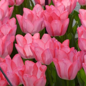 Tulipa 'Christmas Pearl'