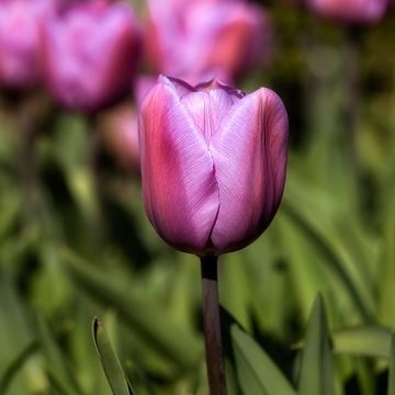 Tulipa Alibi - Triumph Tulip