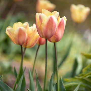 Tulipa Apricot Foxx - Triumph Tulip