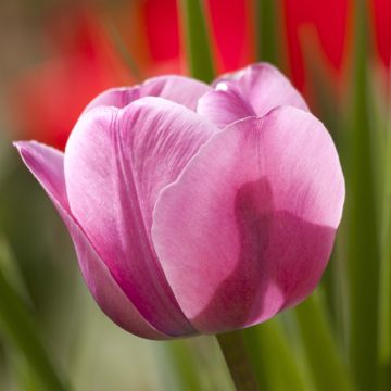 Tulipa Dreaming Maid - Triumph Tulip