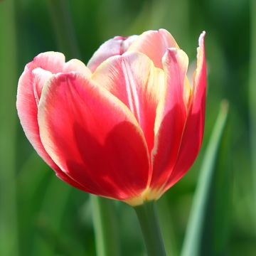 Tulipa 'Leen van der Mark'