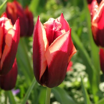 Tulipa Muvota - Triumph Tulip