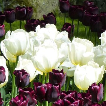 Tulipa Triumph Pays-Bas