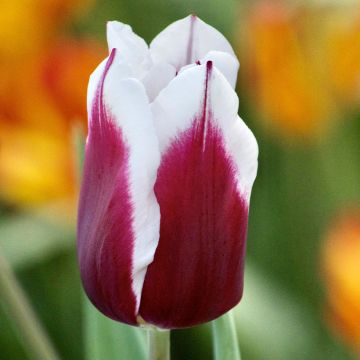 Tulipa Triumph Spitsbergen