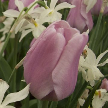 Tulipa Triumph Synaeda Amor