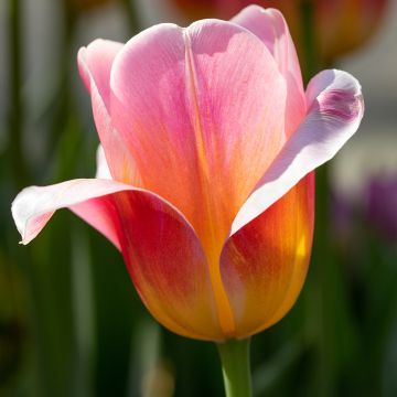 Tulipa Triumph Tom Thumb