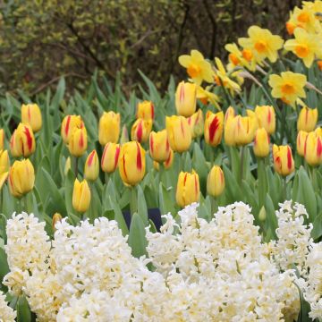 Tulipa Washington - Triumph Tulip