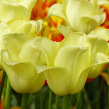 Tulipa World Friendship - Triumph Tulip