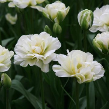 Tulipa 'White Touch'