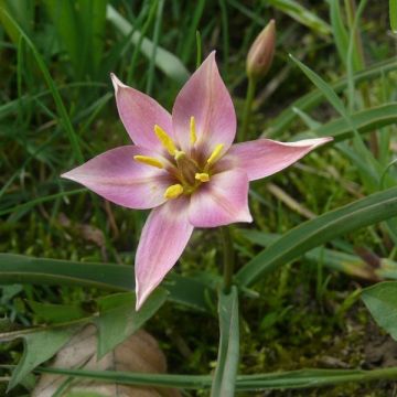 Tulipa aucheriana 