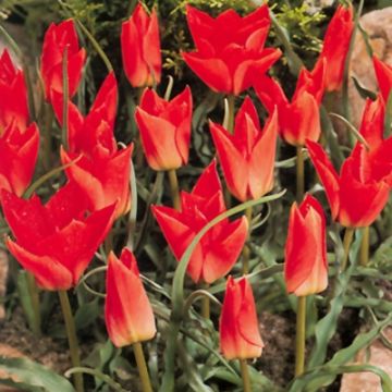 Tulipa batalinii 'Red Gem'