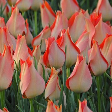 Tulipa batalinii Salmon Gem