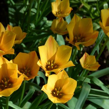 Tulipa linifolia 'Yellow Jewel'