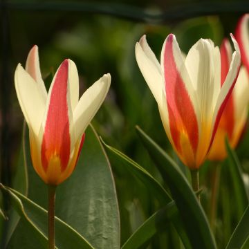 Tulipa clusiana Cynthia