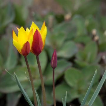 Tulipa clusiana var. chrysantha Tubergens Gem