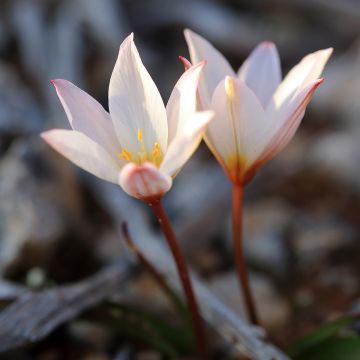 Tulipa cretica Hilde