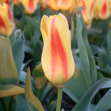 Tulipa fosteriana Easter Parade