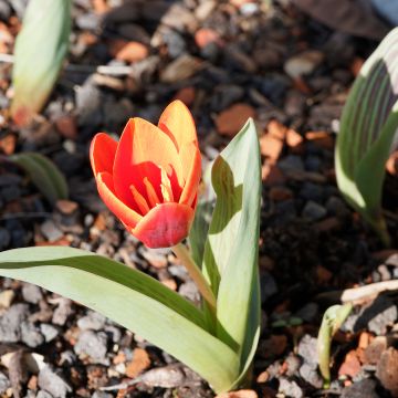 Tulipe botanique greigii Petit Chaperon Rouge Double