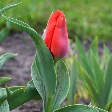 Tulipa Princesse Charmante