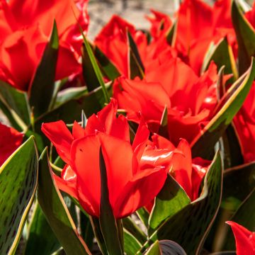 Tulipa Rob Verlinden