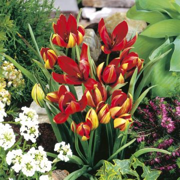Tulipa hageri - Botanical Tulip